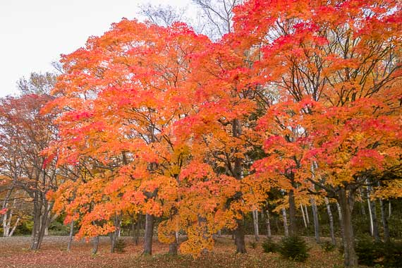真駒内公園の紅葉