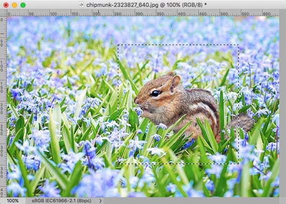 50 以上選択されているピクセルがありません 選択範囲の境界線は表示されません の表示への対応方法 Photoshopにおいて カラーマネジメント実践ブログ フォトレタッチの現場から